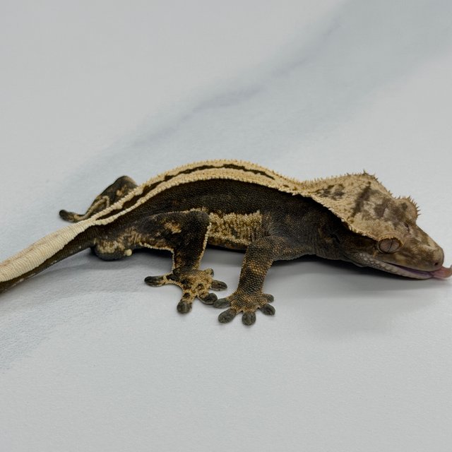 100% Het Axanthic Super Stripe Full Pinstripe
