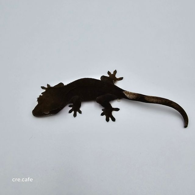 챠콜