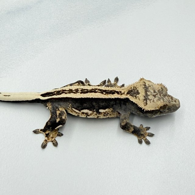 100% Het Axanthic Super Stripe Pinstripe