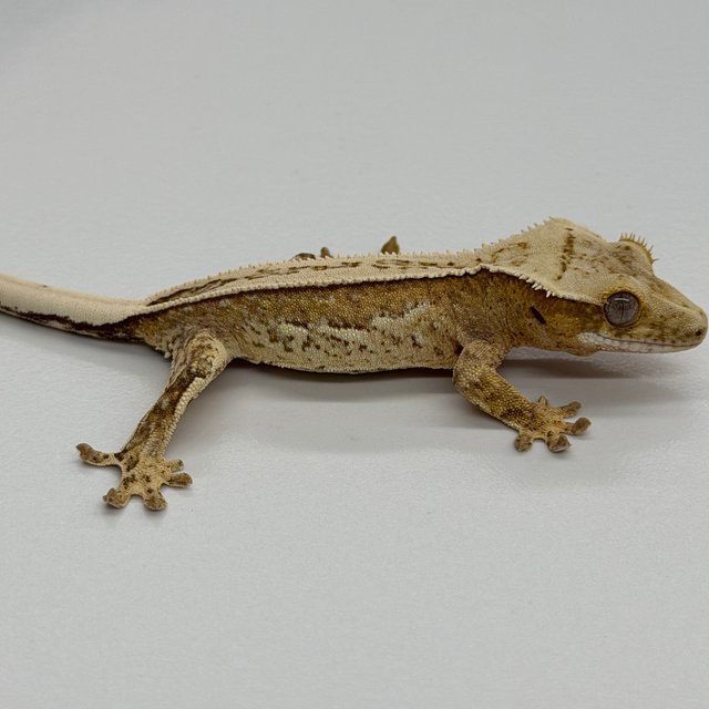 100% Het Axanthic White Pin Pinstripe White