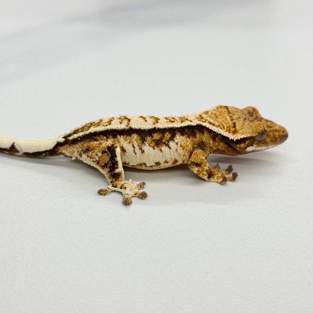 Tri Extreme Harlequin White Crown