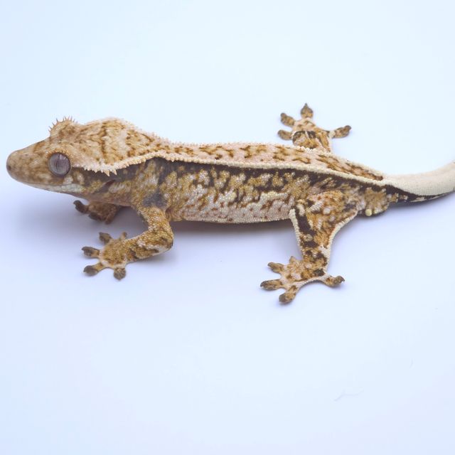 핀스트라이프 트라이