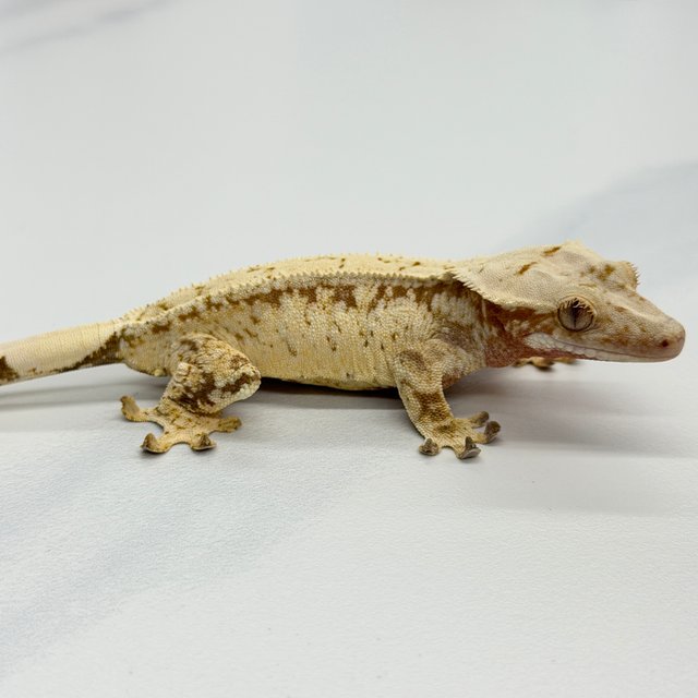 Tri Extreme Harlequin