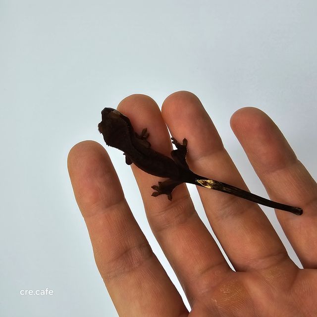 챠콜