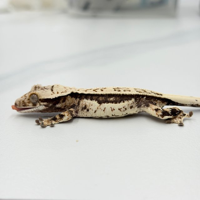 Full Pinstripe Quad White Pin