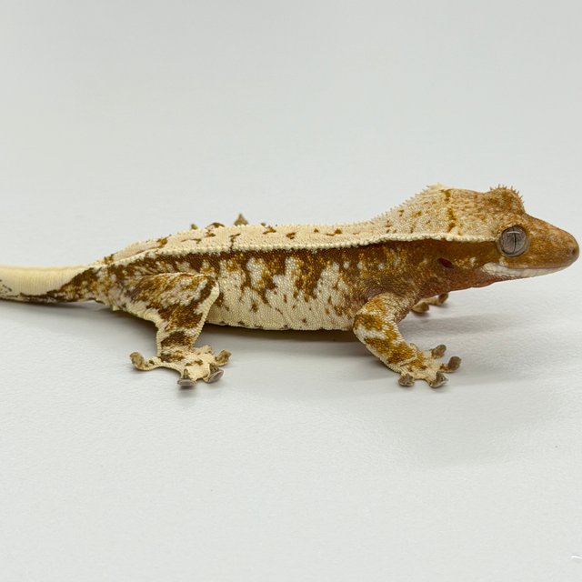Tri Extreme Harlequin
