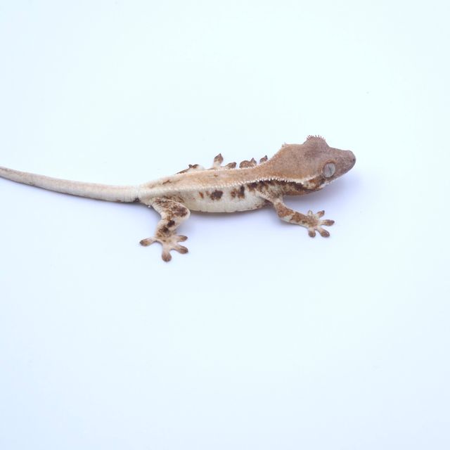 릴리 세이블