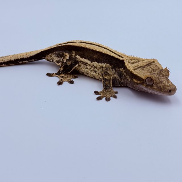 슈퍼스트라이프 쿼드 엠티백