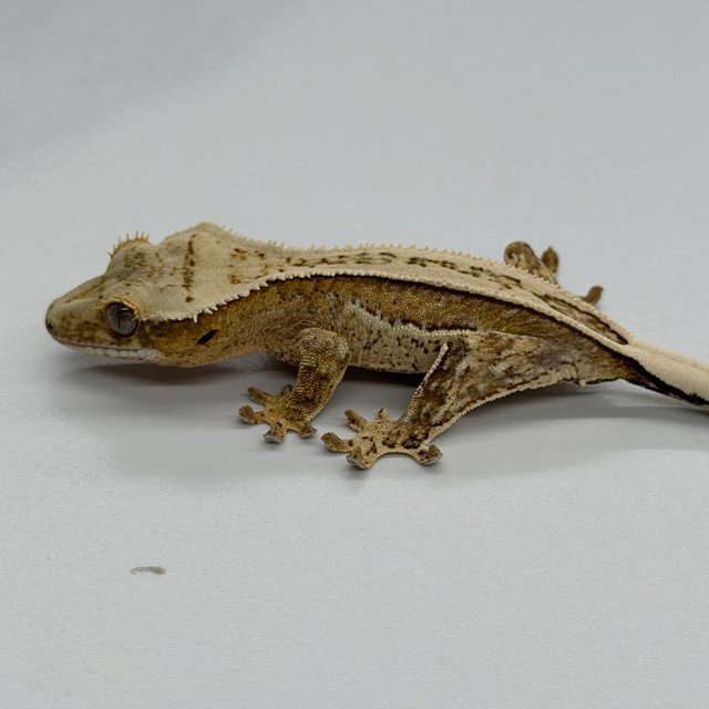100% Het Axanthic White Pin Pinstripe White