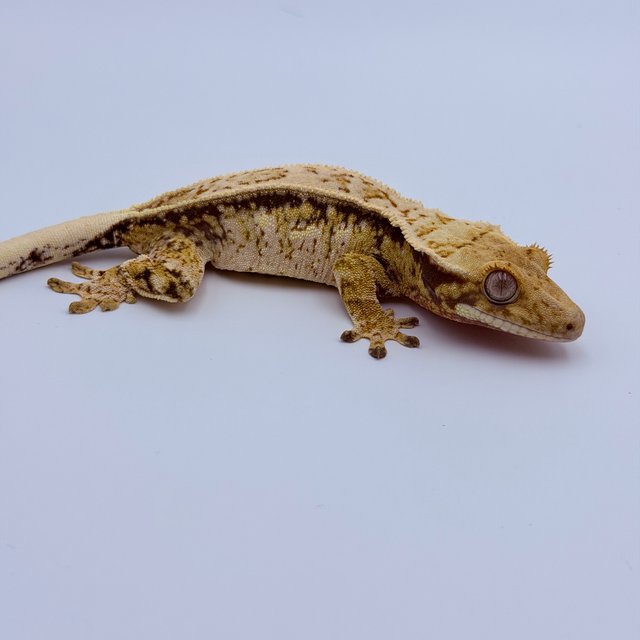 Pinstripe Tri Drippy