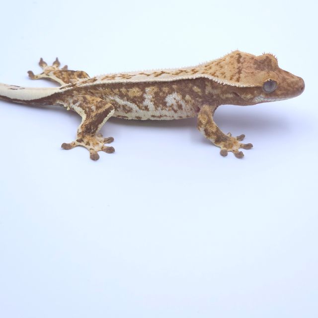 핀스트라이프 트라이