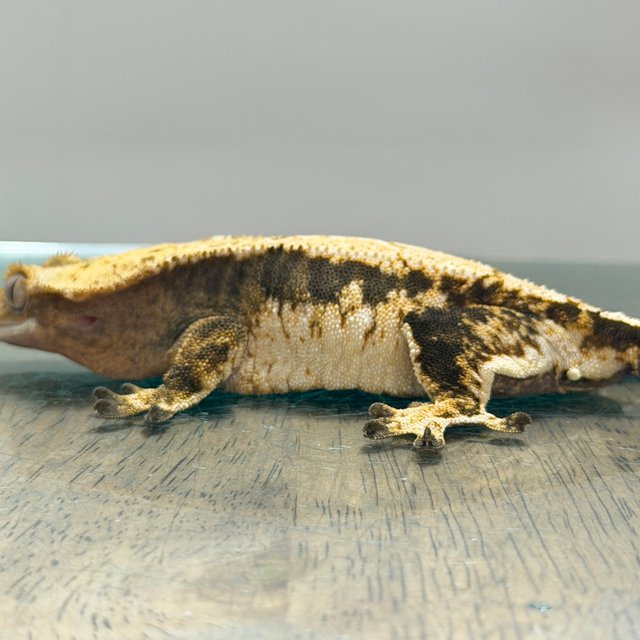 100% Het Axanthic