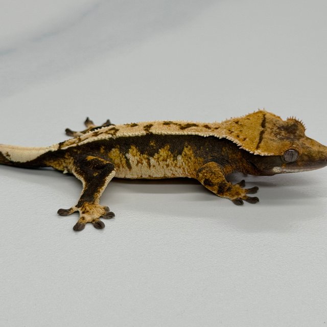 Tri 100% Het Axanthic
