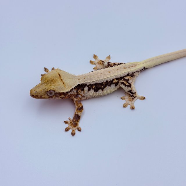 릴리100%헷아잔틱