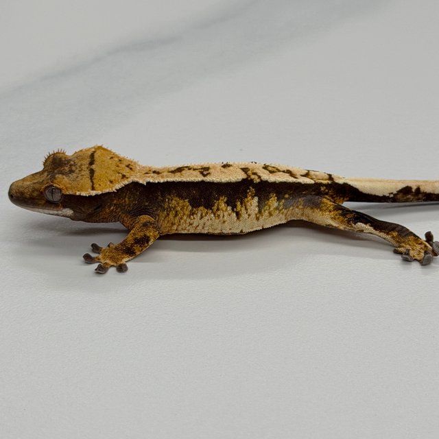Tri 100% Het Axanthic