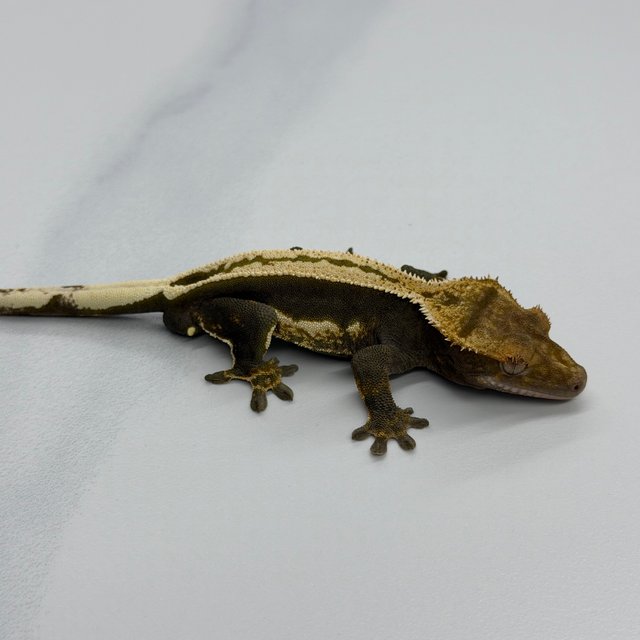 100% Het Axanthic Super Stripe Pinstripe Full Pinstripe Quad