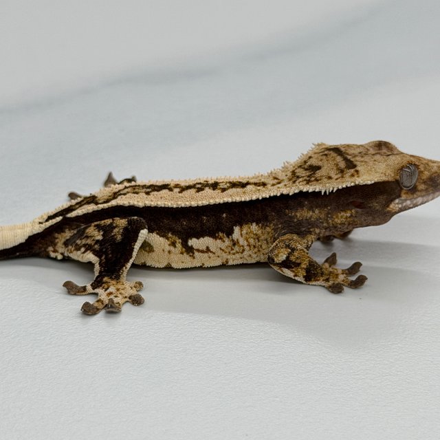 100% Het Axanthic Quad White White Pin
