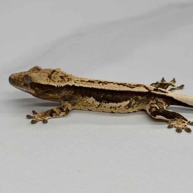 100% Het Axanthic Quad White White Pin