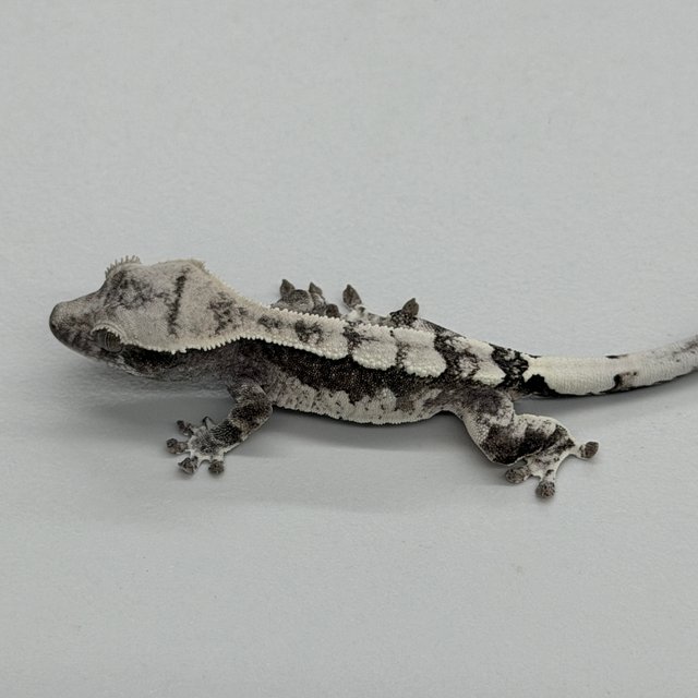Axanthic Cappuccino