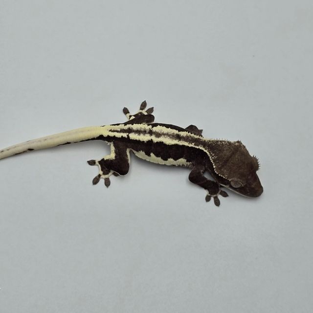 릴잔틱