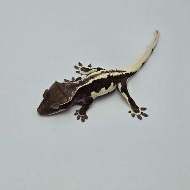 릴잔틱