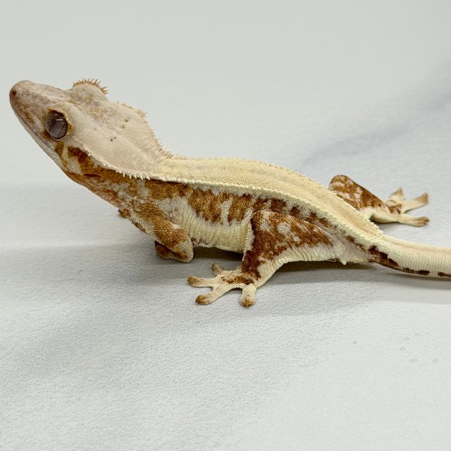 Lilly White 100% Het Axanthic Solid Back