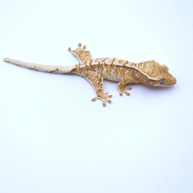 트라이 익스트림할리퀸 화이트핀