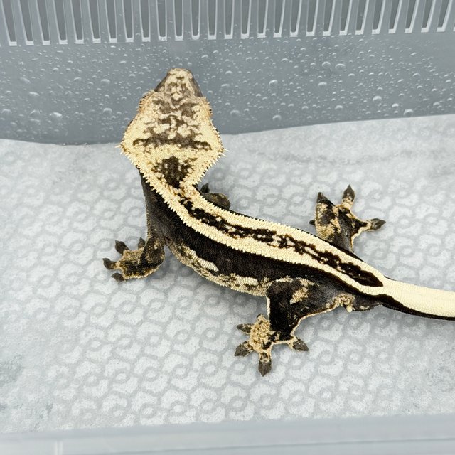100% Het Axanthic Super Stripe Full Pinstripe Quad
