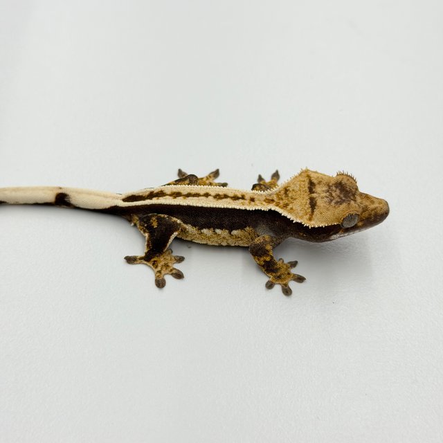 100% Het Axanthic Super Stripe