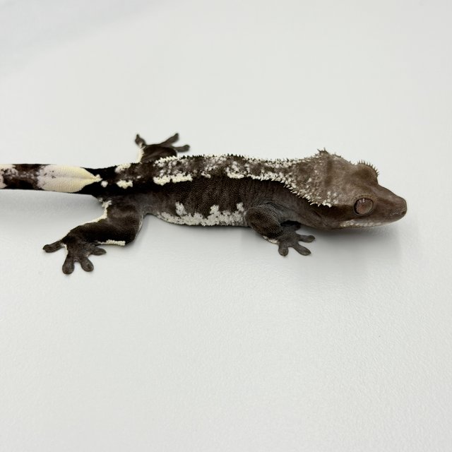 Axanthic