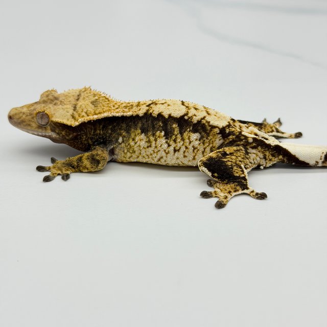 100% Het Axanthic