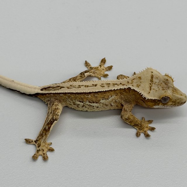 100% Het Axanthic White Pin Pinstripe White
