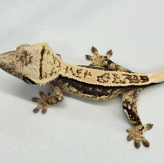 100% Het Axanthic Full Pinstripe Quad