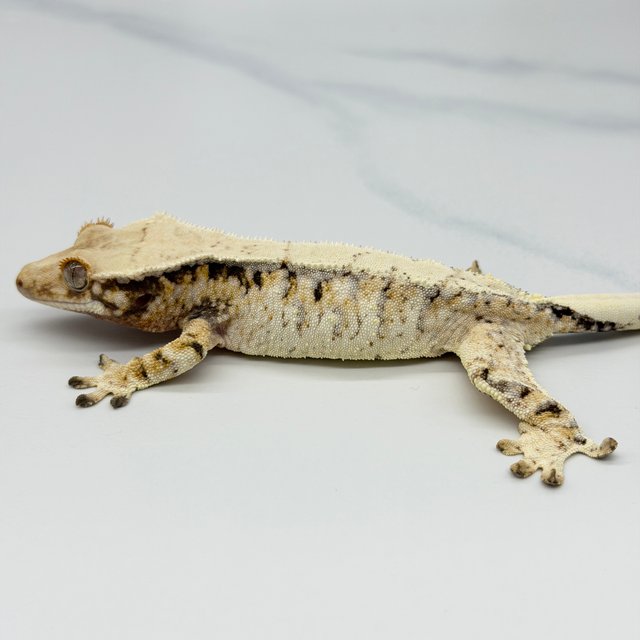 Tri Extreme Harlequin