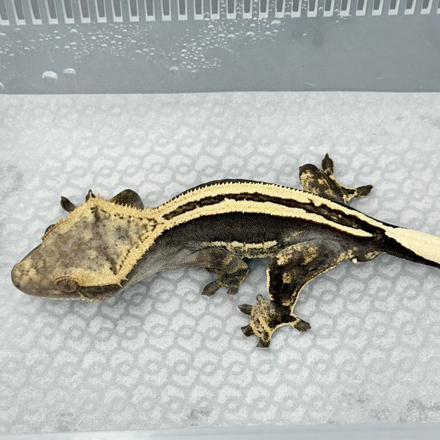 100% Het Axanthic Super Stripe Quad