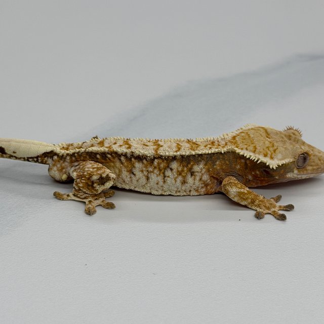 Tri Extreme Harlequin Tangerine White