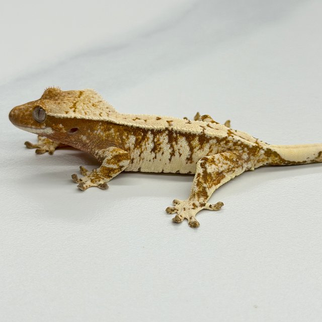 Tri Extreme Harlequin