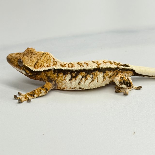 Tri Extreme Harlequin White Crown Tangerine