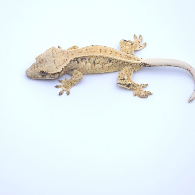 핀스트라이프 트라이 드리피