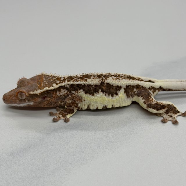 100% Het Axanthic Frappuccino