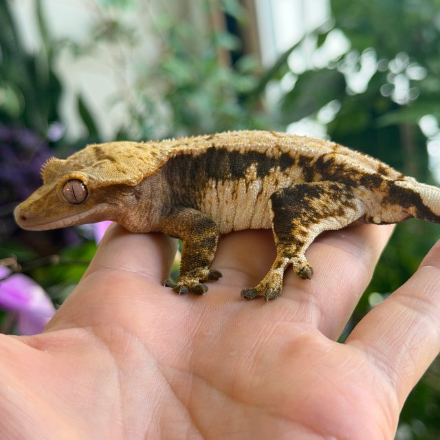 100% Het Axanthic