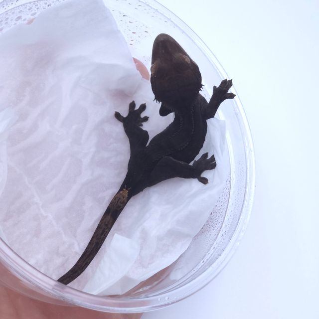 챠콜 카푸치노