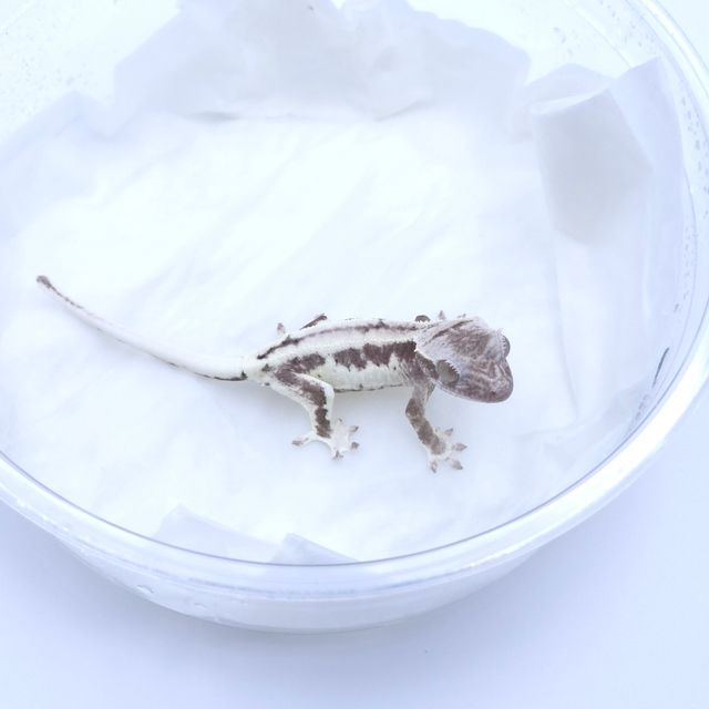 프라푸치노 아잔틱