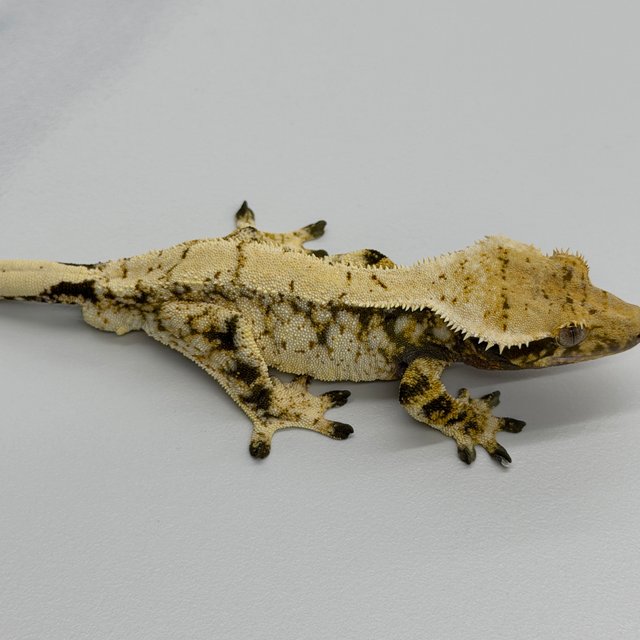 Tri Extreme Harlequin Drippy White