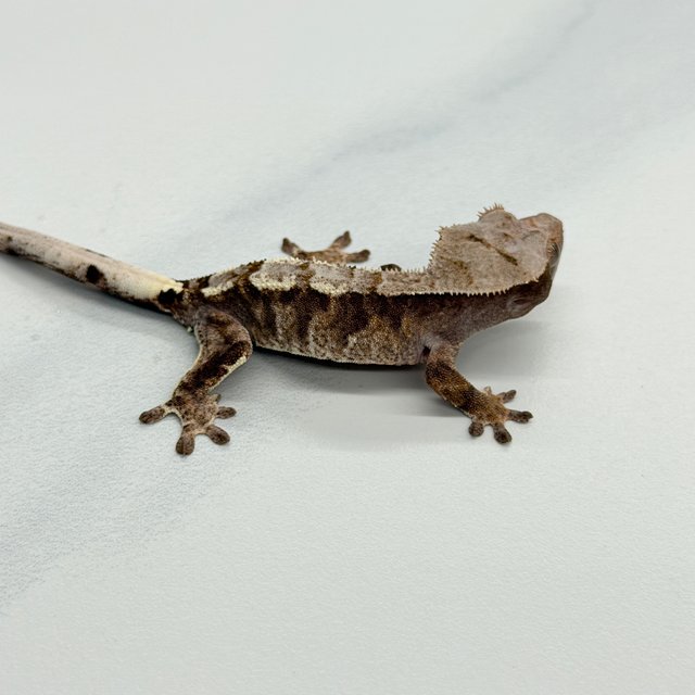 Cappuccino 100% Het Axanthic