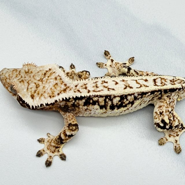 트라이 핀스트라이프 화이트크라운