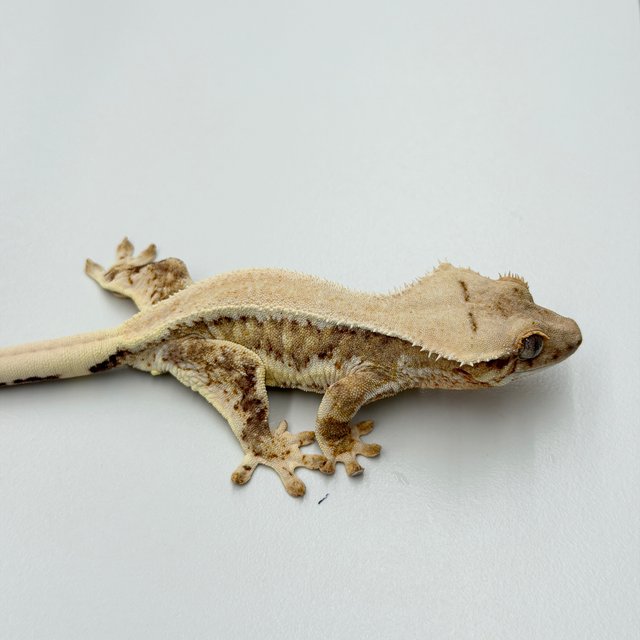 100% Het Axanthic Lilly White