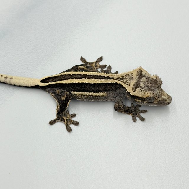 100% Het Axanthic Super Stripe Pinstripe Quad