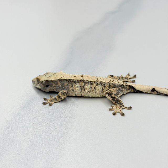 트라이 익스트림할리퀸 화이트스팟 드리피