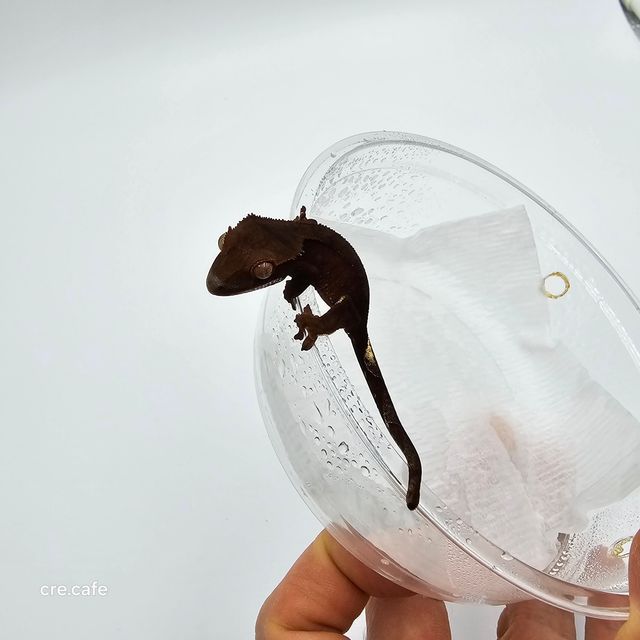 챠콜